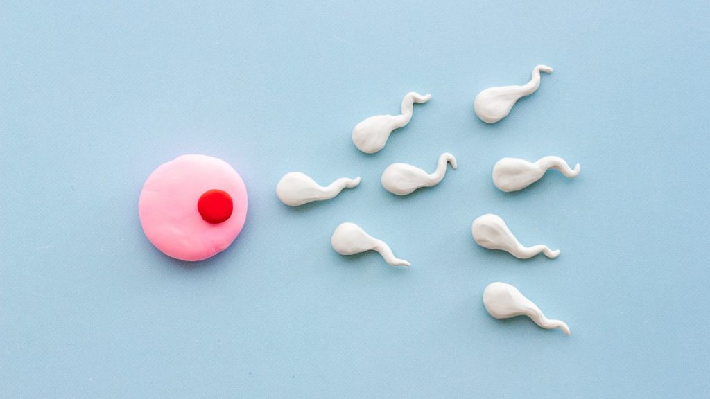 Fertility in Men