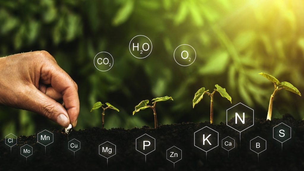 The Most Common Nutrient Deficiencies in New Zealand